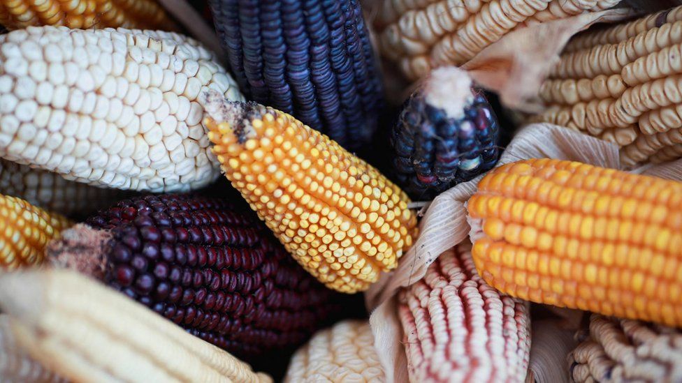 Corn cobs are pictured during the Corn and Milpa Fair in the Zocalo square as Mexicans celebrate National Day of Maize, in Mexico City, Mexico September 29, 2022.