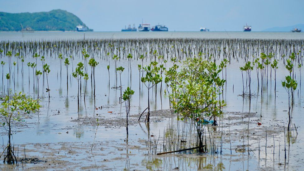 mangrove