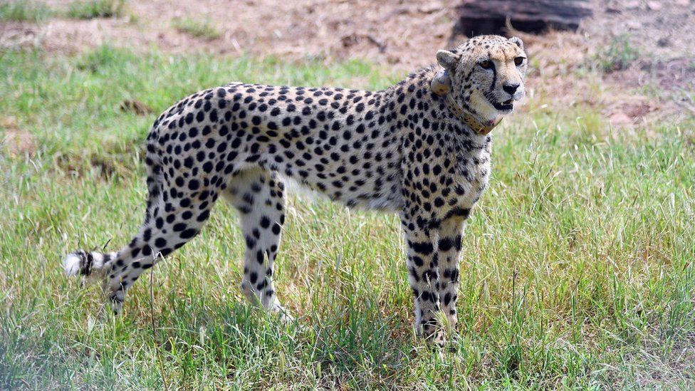 cheetah in india