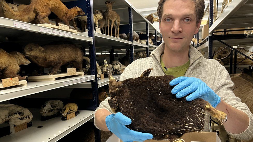 Pepijn Kamminga holds up the Attenborough echidna