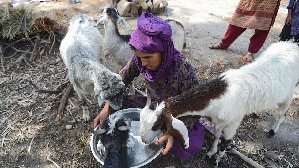 A Kashmiri Muslim Bakarwal nomad giving water to livestock at a temporary camp near Udhampur, some 72km north of Jammu in northern India