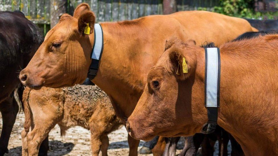 Cows with neckbands