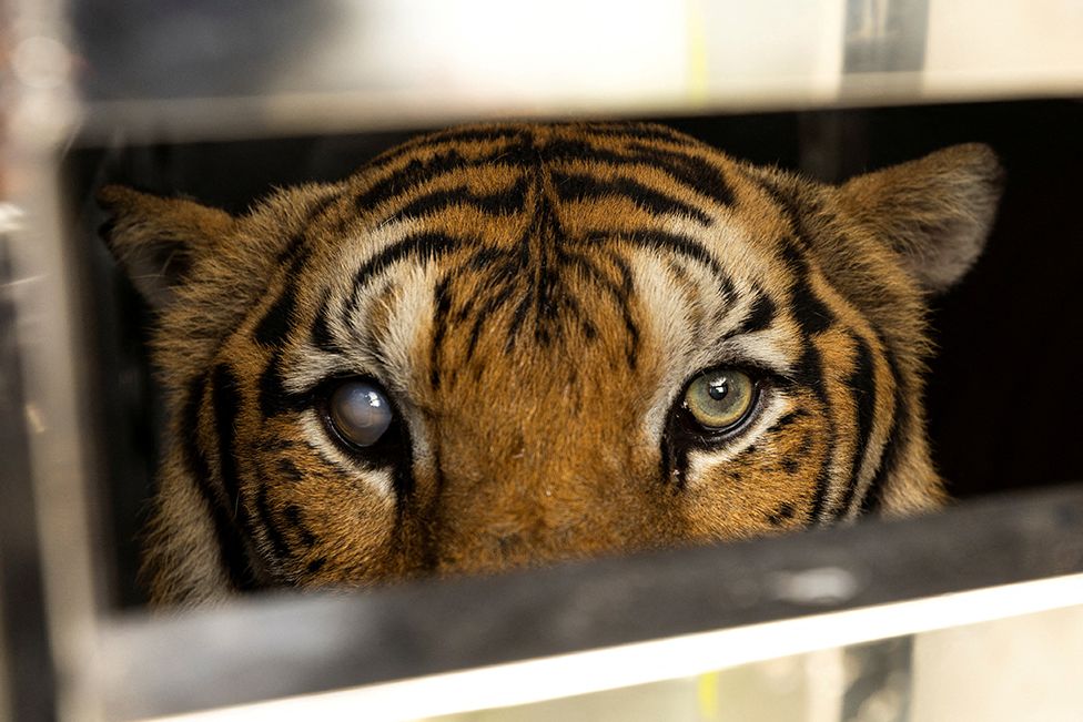 A 19-year-old partially blind tiger named Rambo looks on from inside a cage on a truck, after being rescued by a team of veterinarians and Wildlife Friends Foundation staff from a bankrupted Phuket Zoo in Thailand on 7 June 2022