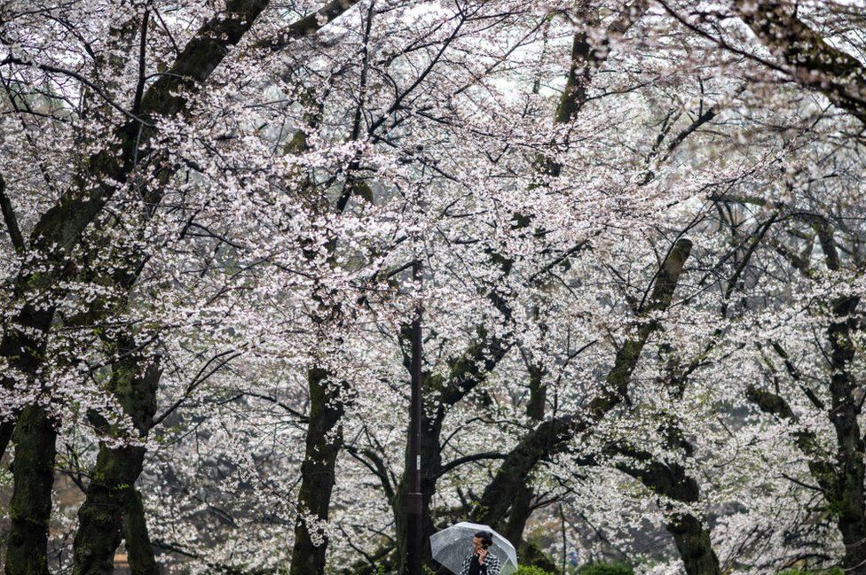 A man talks on his mobile phone under cherry blossoms during a rainy day at Inokashira Park in Tokyo on April 3, 2024.