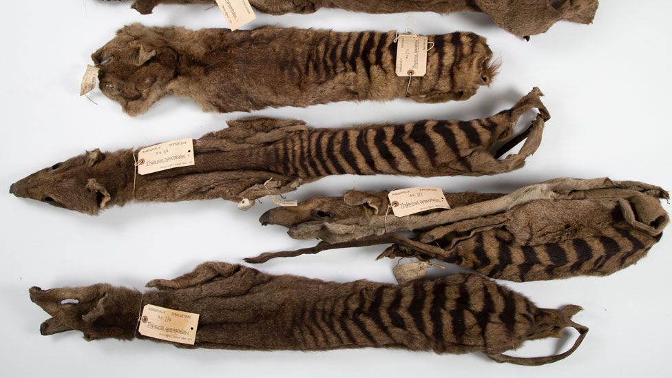 The five thylacine skins Morton Allport sent to the University Museum of Zoology, Cambridge