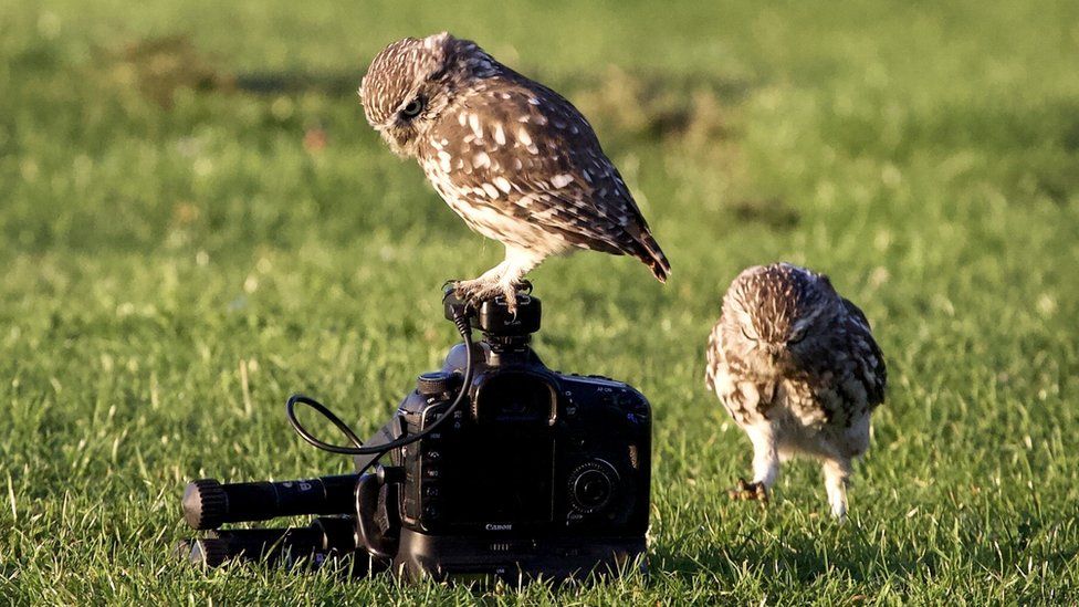 Owls on a camera