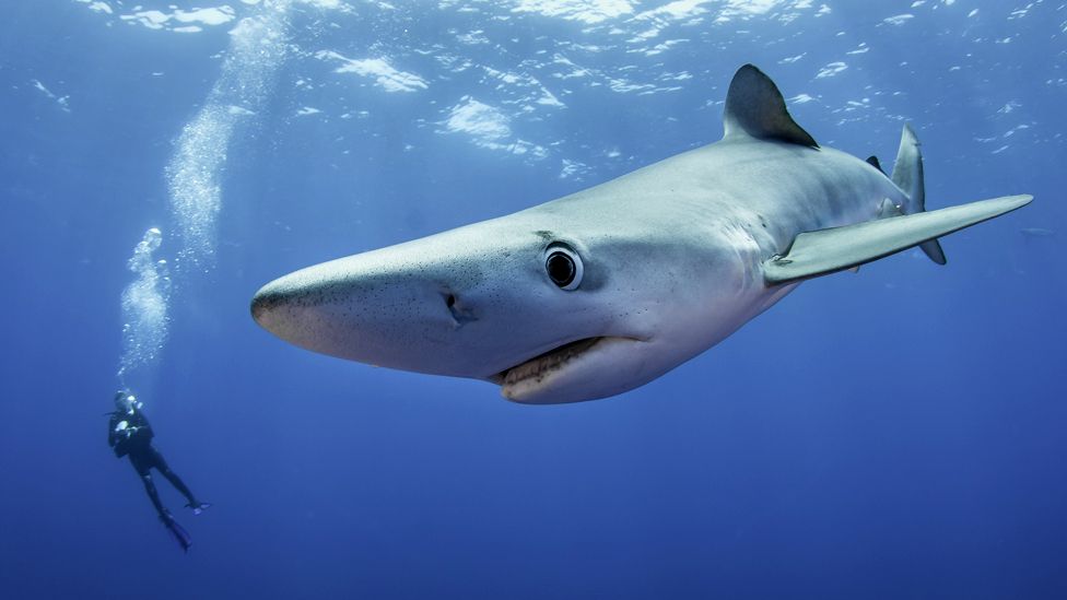 A blue shark close up underwater with a human diver far in the background