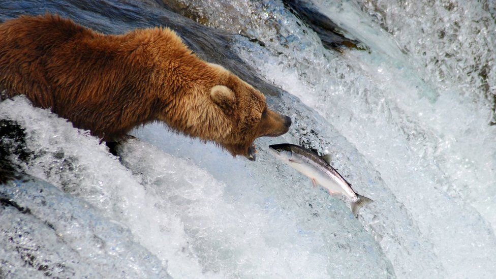 Grizzly bear catching a pink salmon