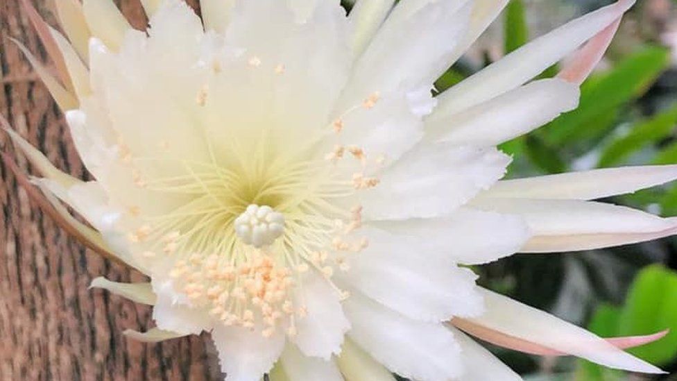 The moonflower in bloom