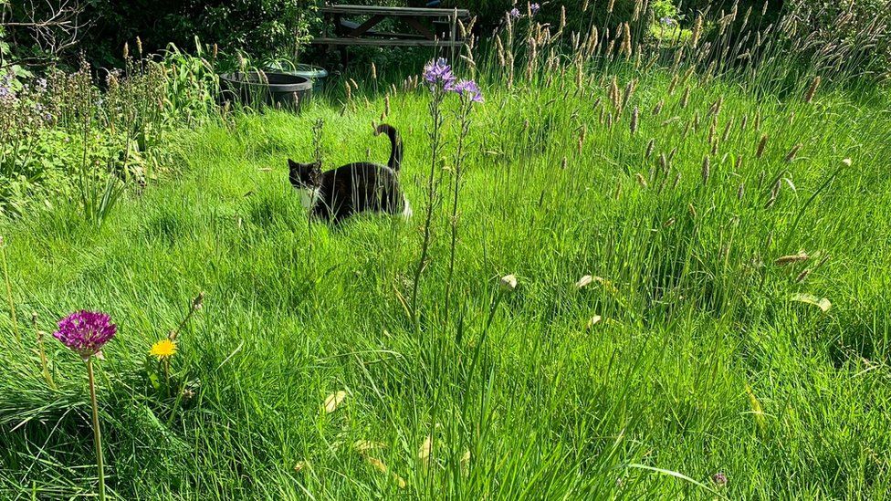A cat walks among long grasses in a garden