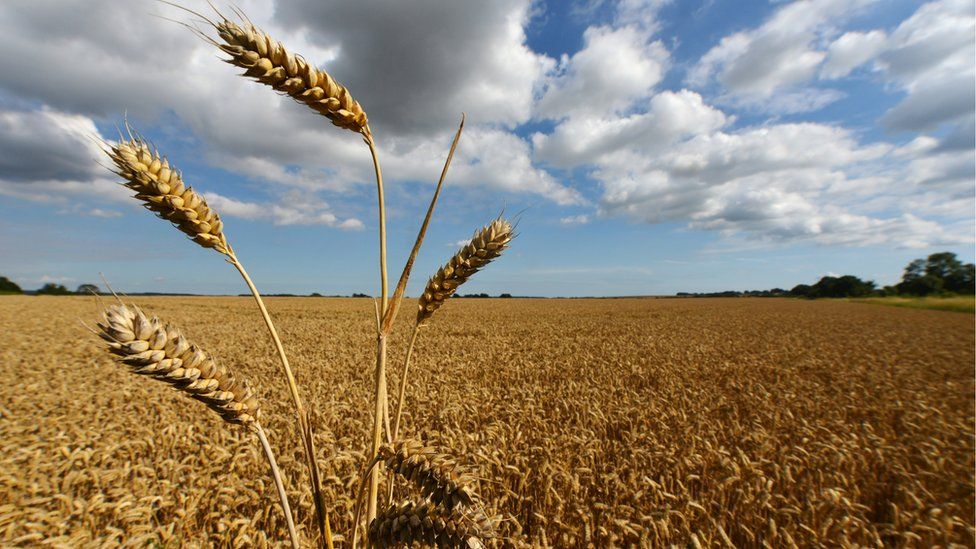 Wheat field,