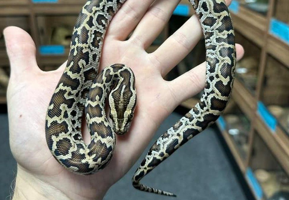 A Dwarf Burmese Python