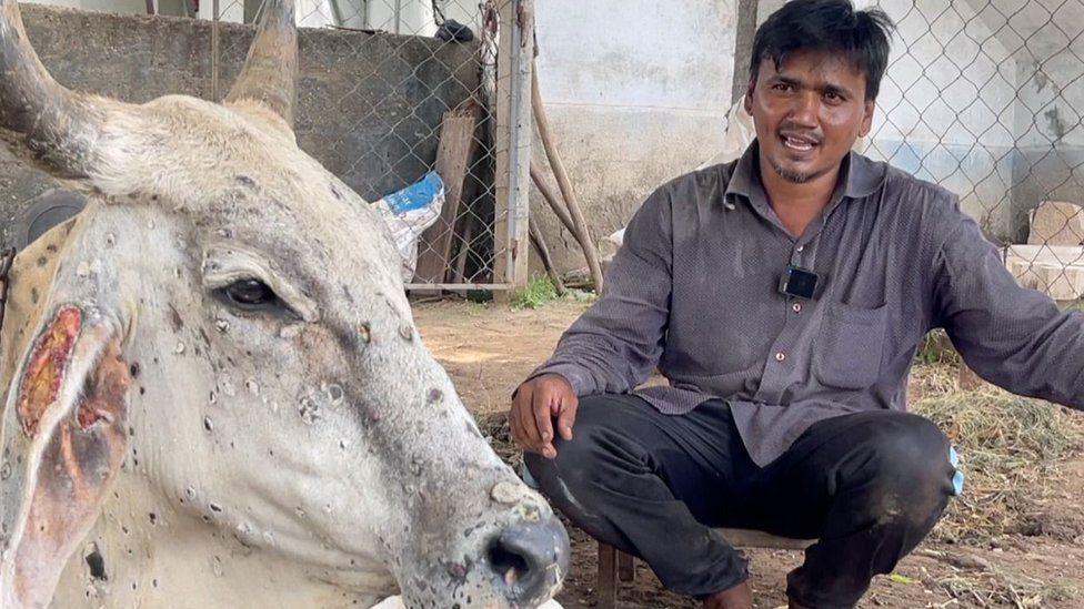 Abbasbhai with one of his infected cows