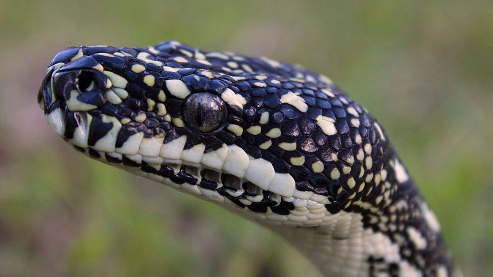 Carpet python, Morelia spilota spilota, head of a pet python. Bundaberg, Queensland, Australia.