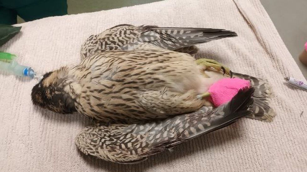 The injured falcon