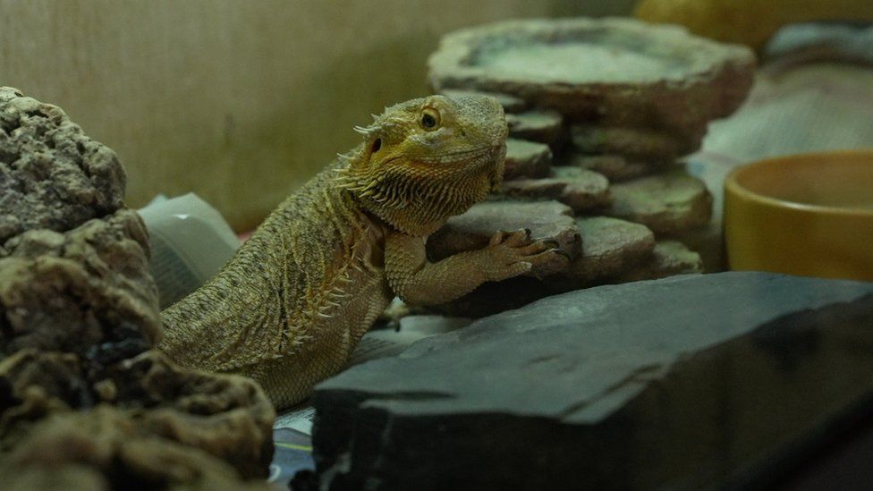 Bearded dragon