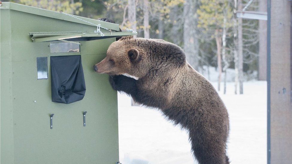 A bear trying to get into Jenny's hide in Finland