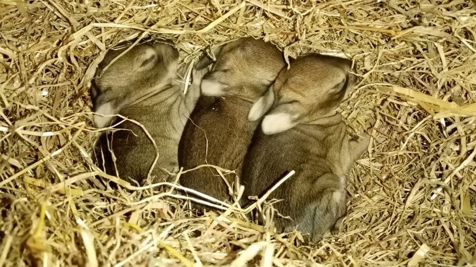 Sleeping rabbits at a rescue centre