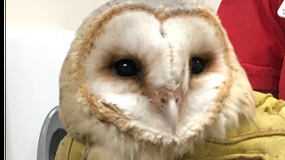 The barn owl at the vets