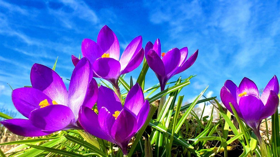 A close up of purple flowers against a background of blue sky dappled with high cirrus clouds.