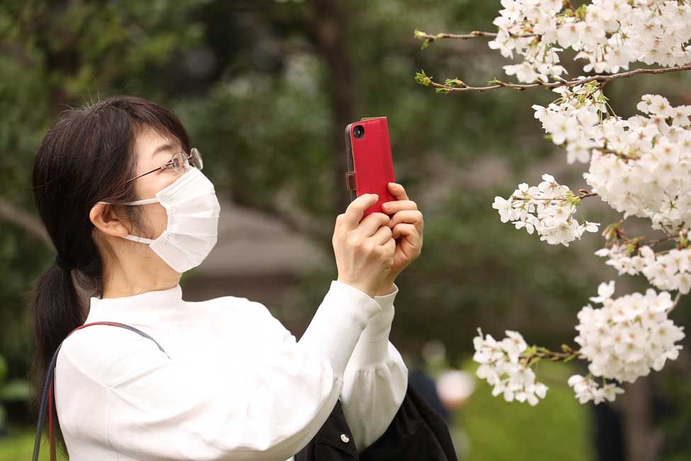 A woman takes photos of cherry blossoms in full bloom at Chidorigafuchi Park in Tokyo.