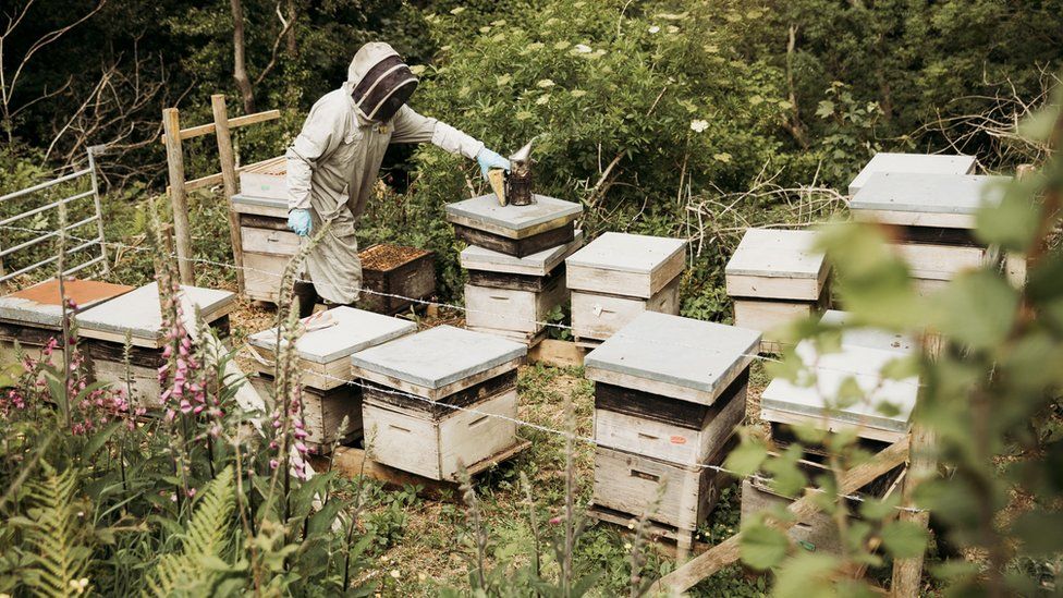 Sam Cooper beekeeping
