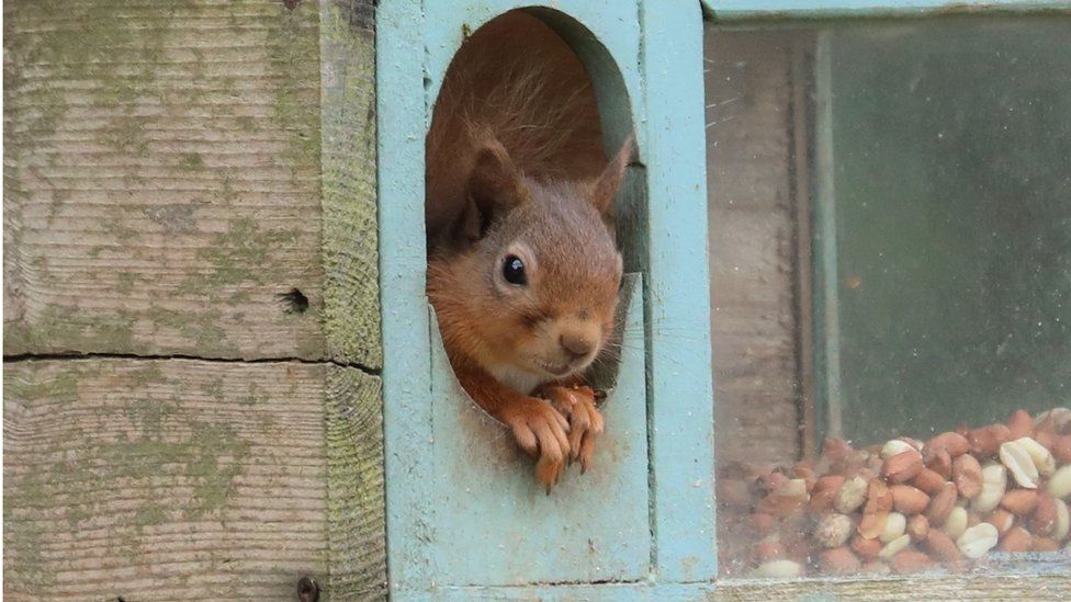 A red squirrel in its new home in Delnies wood near Nairn.