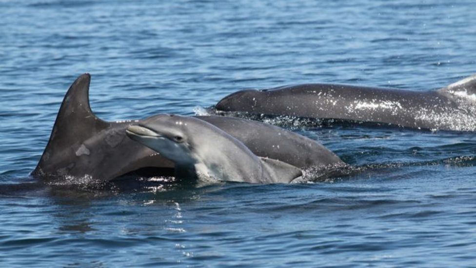 Pod of bottlenose dolphins