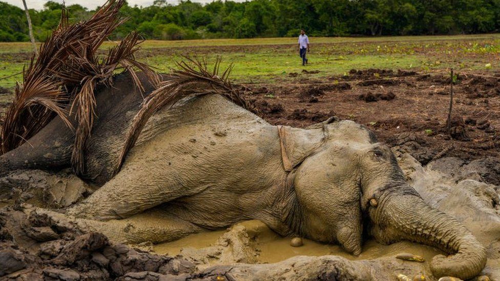 The sick elephant was stuck in the mud lake in Thirappane, Anuradapura, Sri Lanka, on September 20, 2023.