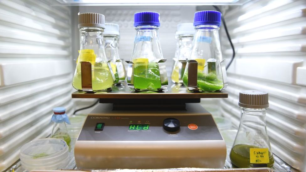 Microalgae grown in lab