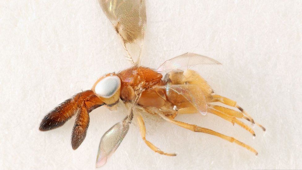 A yellow and orange wasp