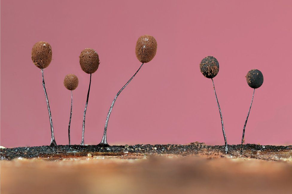 Slime mould (Comatricha nigra)