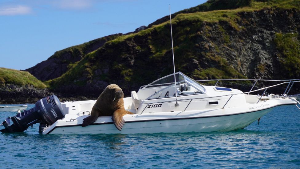 Wally the walrus on a boat