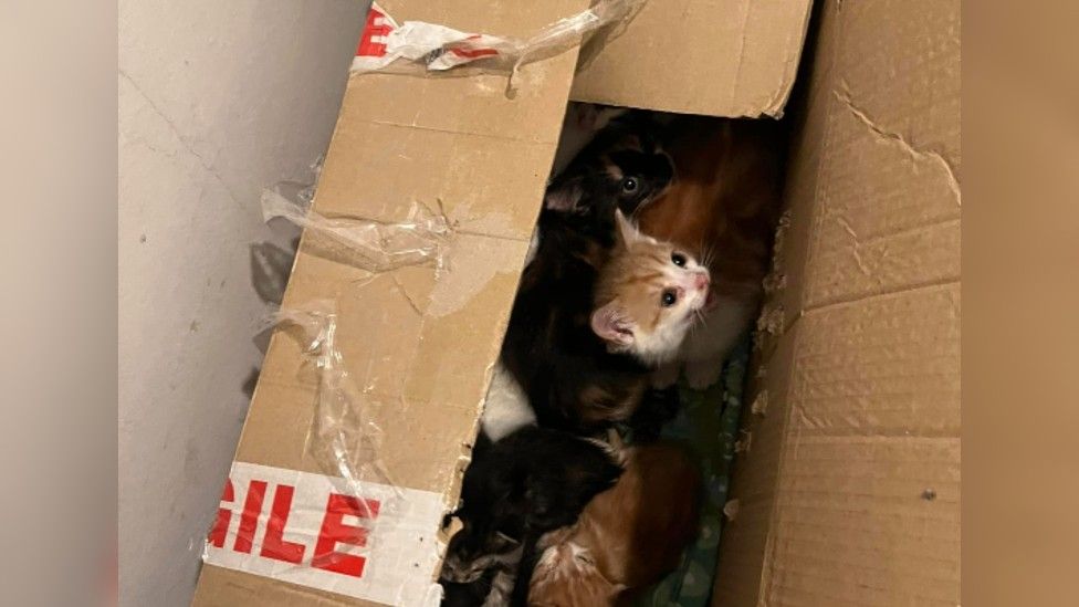 Box of kittens