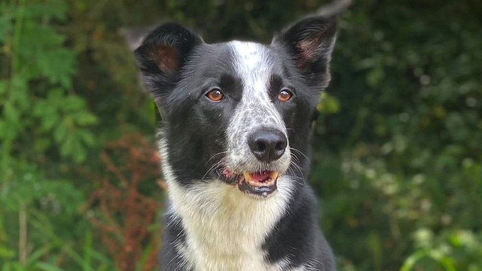 Image of Seb with Buddy the black and white border collie dog.