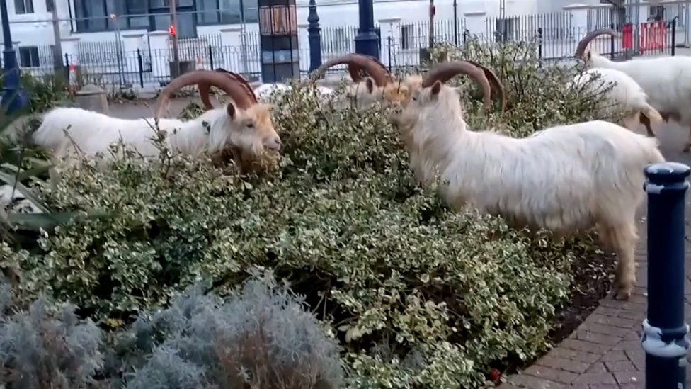 The goats eating flower beds
