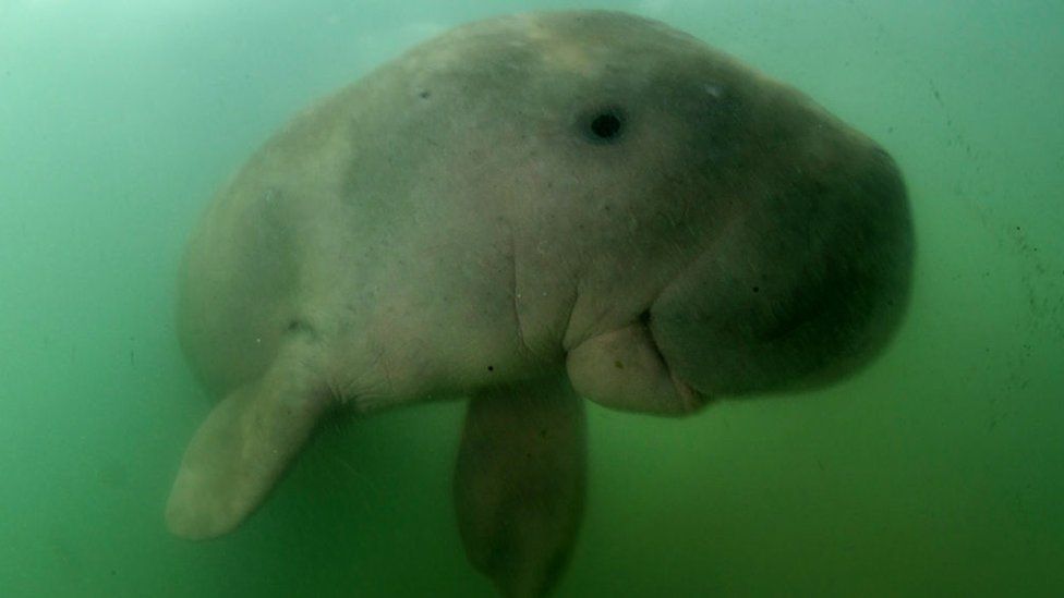 Orphaned baby dugong, Thailand