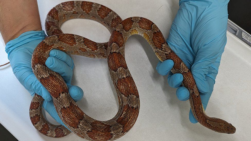 Snake being held by vet