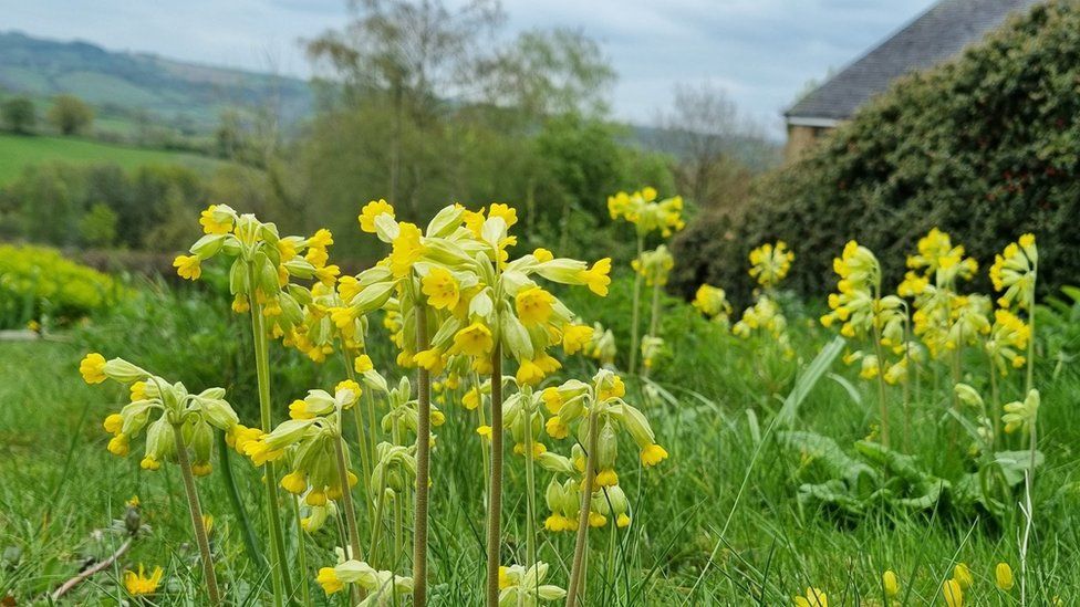 Cowslips grow in an unmowed lawn
