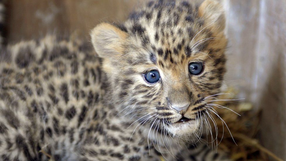 Baby Amur leopard also known as the Manchurian leopard, at the Parc des felins, in Nesles, south-eastern Paris.