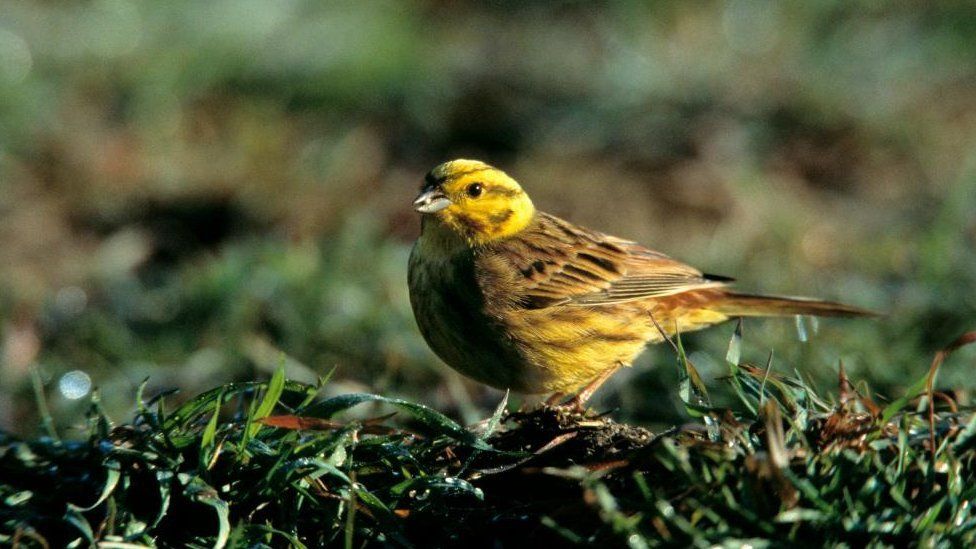 Undated handout photo issued by the RPSB of a Yellowhammer