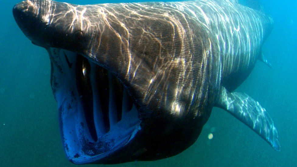 A basking shark