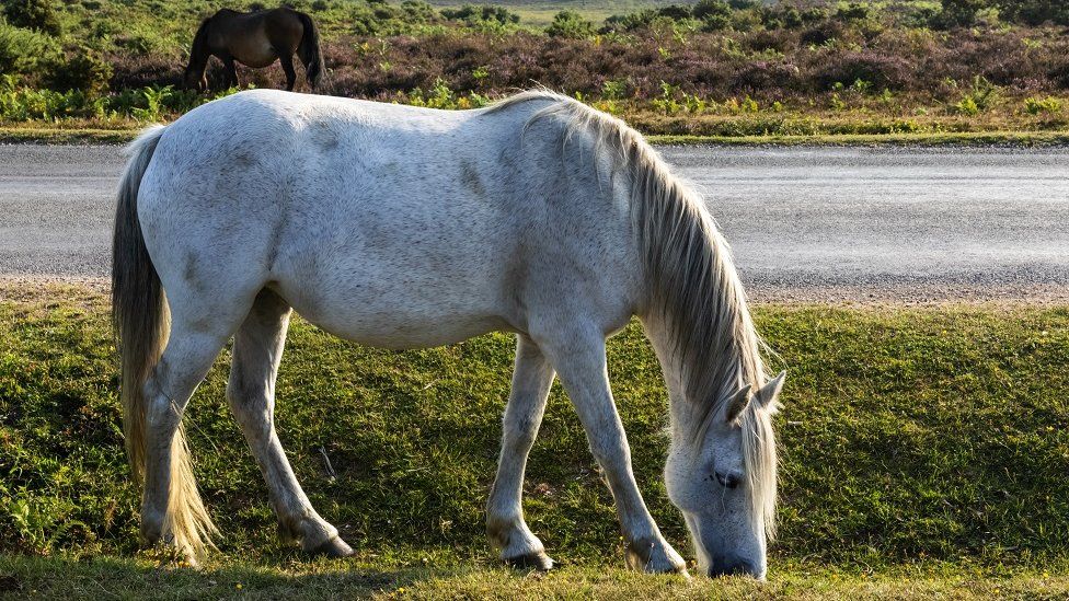 Horse Grazing on Roadside near Lyndhurst.