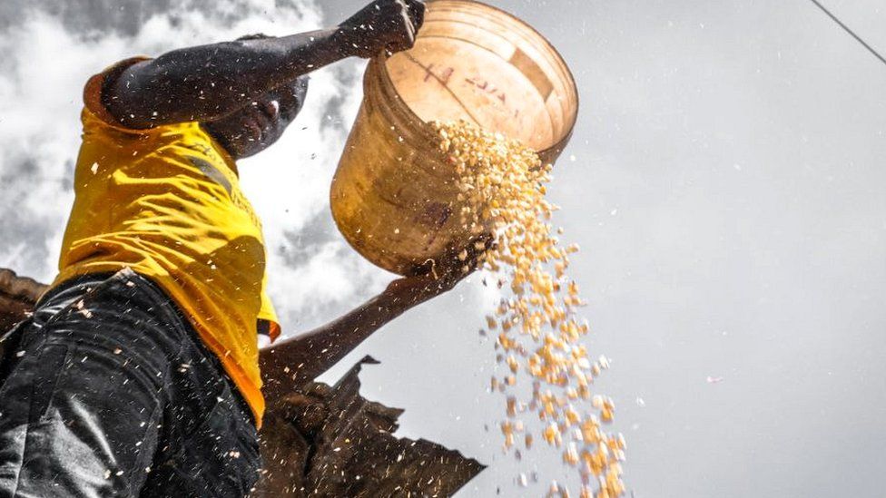 Man with bucket winnowing maize