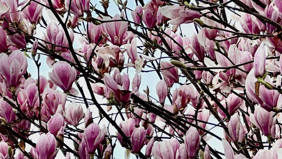 Pink magnolia blossoms on a tree in front of a light grey sky