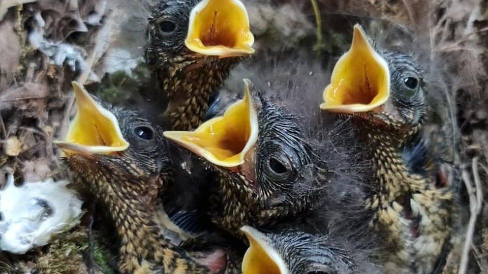 Robin chicks in a nest