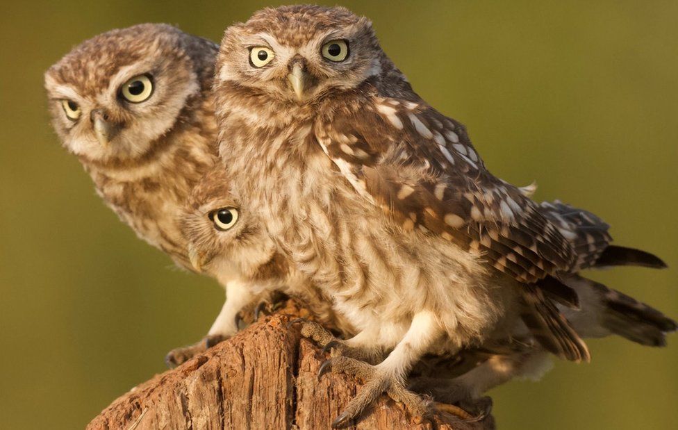 Owls