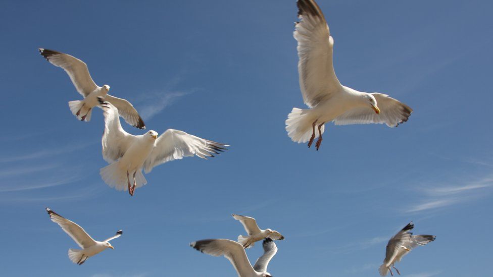 seagulls