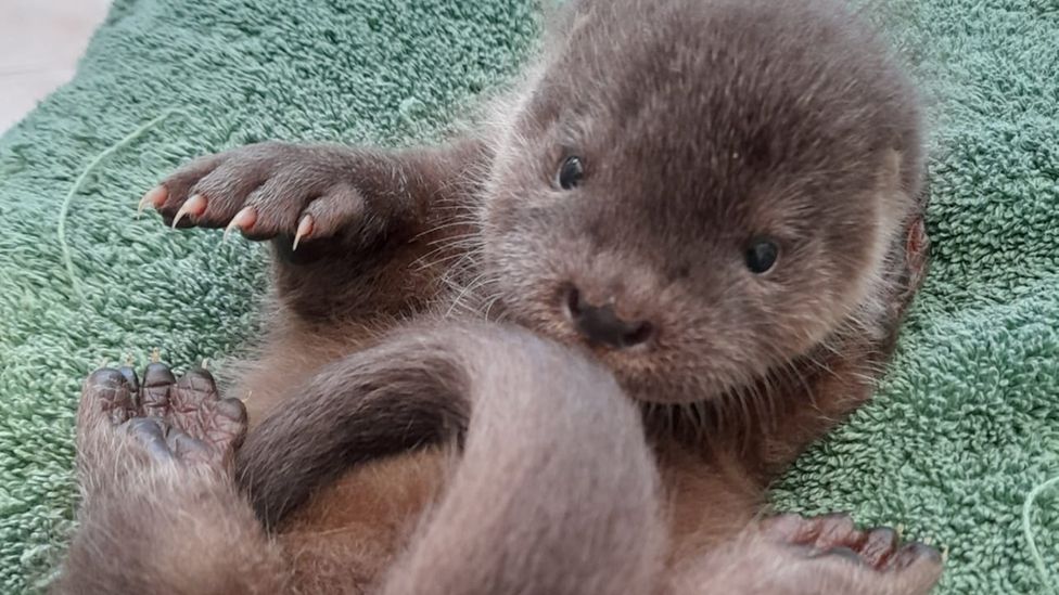 An otter rescued from a field near the River Deben