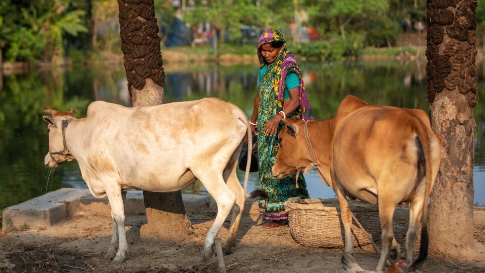 Cattle in a village in Bangladesh - October 2021